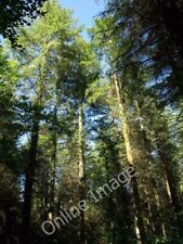 Photo 6x4 Wood Close Plantation Cove/SS9519 Conifers tower above Tiverto c2011 picture