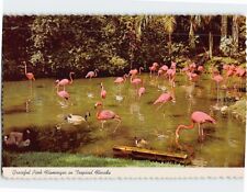 Postcard Graceful Pink Flamingoes in Tropical Florida USA picture