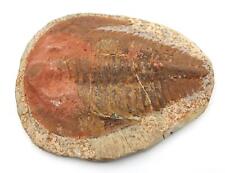 Trilobite Andalusiana Large Moroccan Fossil 520 Million Yrs Old #18060 picture