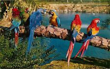 Tampa Florida Busch Gardens Trained Parrots Anheuser-Busch Brewery Postcard picture
