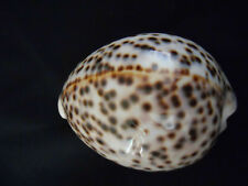 Sea Shells Cypraea Tigris  Schilderiana 76.2 mm - Gorgeous Line and Spots picture