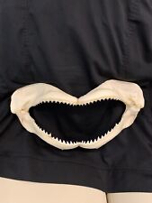 Shark Jaw Approximately 14”￼ Large Real Authentic Jaw Bone Shark Teeth Taxidermy picture