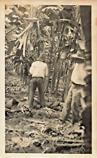 Santa Marta Cuba~Banana Plantation-Native Workers~1933 Photograph 23C picture