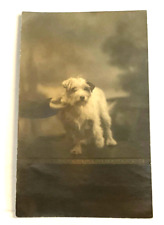 Absolutely adorable LITTLE OLD TERRIER DOG c1905 RPPC   POSTCARD 16/2 picture