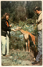Feeding a Deer, Animal, Vintage Postcard picture
