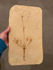 Museum Quality Fossil Plant Unknown Flowering Angiosperm Brazil Cretaceous age  picture