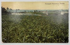 Postcard FL Pineapple Plantation Florida picture