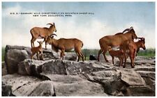  Postcard Barbary Wild Sheep at New York Zoological Park Animals picture