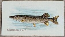 1910 T58 American Tobacco Fish Series Common Pike picture