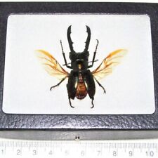 Cyclommatus metallifer stag beetle mounted wings spread Indonesia FRAMED picture