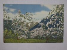 c1958 Linen Teich Postcard Apple Blossoms Cascade Mountains WA Unposted USA picture