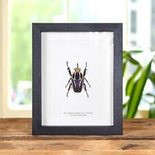 Giant Blue Flower Beetle Taxidermy In Box Frame (mecynorhina torquata ugandensis picture