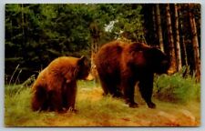 Brown Bear  Postcard picture