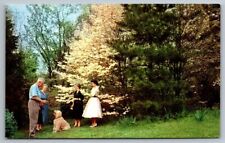 VA Virginia Postcard Dogwood State Tree Bloomed Floral Cute Puppy Dog Outdoors picture