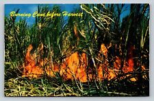 Harvesting Sugar Cane Burning Leaves Before Cutting Hawaii VINTAGE Postcard picture