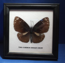 The Common Indian Crow Butterfly Mounted Glass Framed 5
