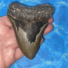 MEGALODON SHARK TOOTH 4.23” HUGE  TEETH MEG SCUBA DIVER DIRECT FOSSIL NC 8135 picture