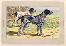 DOG French Pointer Auvergne (Braque Bleu), Rare Antique 100-Year-Old Print picture
