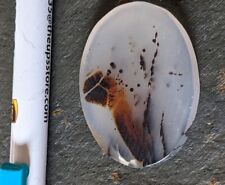 Beautiful Montana Agate Cabachone For Sale picture