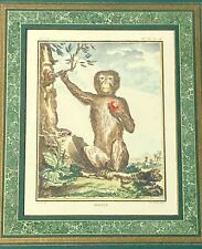 George Buffon Monkey VII Magot Art Copper Plate Engraving Framed Matted picture