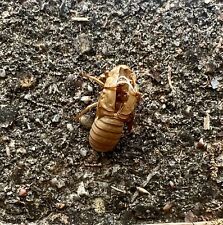 50 CICADA SHELLS - 2024 Mississippi BROOD XIX Locust Shell / Exoskeleton Harvest picture
