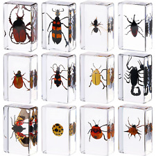 12 Pcs Insect in Resin Specimen Bugs Collection Paperweights Arachnid Resin Spec picture