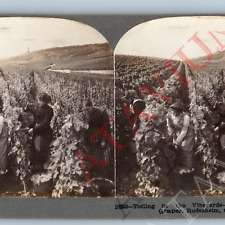 c1900s Rhudesheim, Germany Lovely Women Picking Grapes Real Photo Stereoview V45 picture