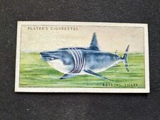 1935 John Player & Sons Sea Fishes Card # 2 Basking Shark (VG/EX) picture