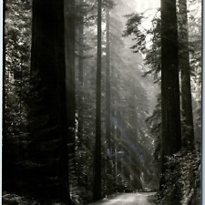 c1940s Cali. Redwood Highway RPPC Tree 