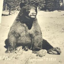 Vintage 1941 Washington Postcard Bear Posed picture