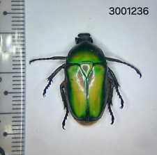 Scarabaeidae Cetoniinae  sp. #1236 A1 NORTH THAILAND picture