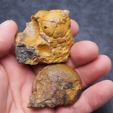 2Pcs 34-53mm Goniatite Devonian Mineral Fossil Ammonite picture