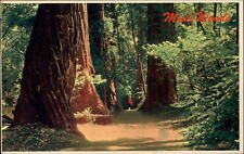 Muir Woods Natl Monument California redwood trees 1987 vintage postcard picture