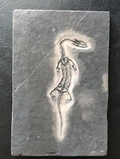KEICHOUSAURUS FOSSIL Juvenile-Marine Dinosaur Aquatic Lizard Reptile Specimen-1 picture