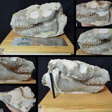 Oreodont Skull, Merycoidodon culbertsoni, Badlands Fossil, No Restoration O1530 picture