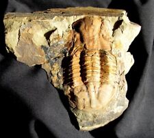 EXTINCTIONS- VERY LARGE, COLORFUL ASAPHELLUS SP. TRILOBITE  FROM SOUTH AMERICA picture