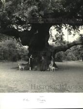 1982 Press Photo A massive, giant tree dwarfs people and dogs - noc82247 picture