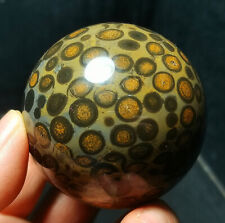 TOP 230.9G Natural Polished Leopard print Money Agate Sphere Ball  WYY1187 picture