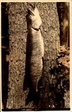 REAL PHOTO POSTCARD-LARGE MUSKY PIKE - HAYWARD, WISCONSIN BK62 picture