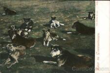 Dogs Turkey Salut de Constantinople Postcard Vintage Post Card picture