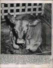 1950 Press Photo 220lb bull found on lawn of Jackson County Courthouse Ilinois picture