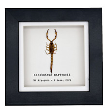 Manchurian scorpion Mesobuthus martensii, Shadow Box Mounted Entomology Specimen picture