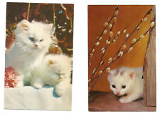 White Cat Kittens Postcards picture