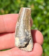 BIG Suchomimus Dinosaur Tooth Fossil from Niger 1.5” Elrhaz Fm Spinosaurid picture