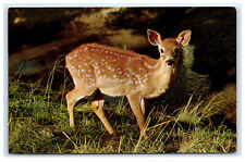 Postcard Surprised Fawn, posted Wittenberg, WI 1974 B16 picture