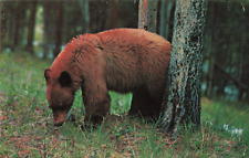 A Brown Bear in the Forest, Vintage Postcard picture
