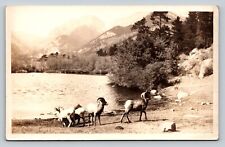 RPPC Rocky Mountain Sheep Beautiful Landscape FJ Francis Estes Park CO Postcard picture