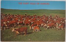 Vintage Postcard Cattle Flint Hills of Kansas  AA3 picture