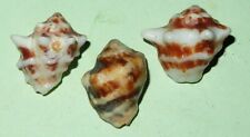 Thais deltoidea - MURICIDAE - Aruba Sea Shells set of 3   F+  #1978 picture