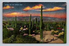 Sunset on the Desert Spring Blooms Cacti Postcard picture